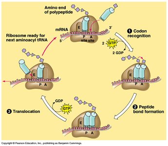 Translation steps: codon recognition, peptide bond formation, translocation