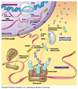 Translation cycle at the ribosome