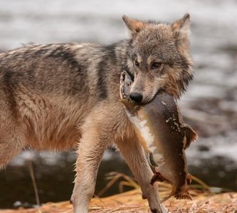Predation example: wolf with prey
