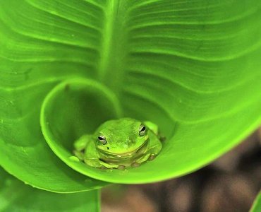 Commensalism: frog on leaf