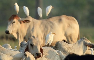 Commensalism: birds on cattle