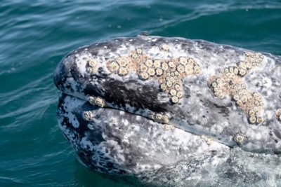 Commensalism: barnacles on whale