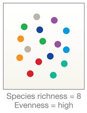 High species richness and evenness
