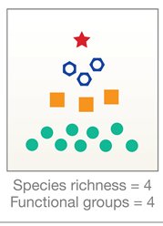 Functional groups diversity high