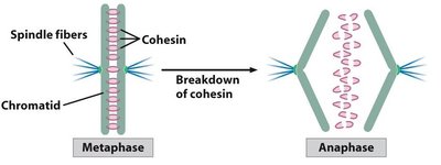 Diagram showing breakdown of cohesin and chromatid separation