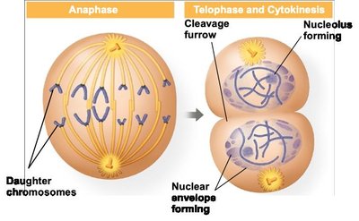 Diagram of anaphase and telophase/cytokinesis