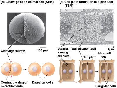 Cleavage in animal cells and cell plate formation in plant cells