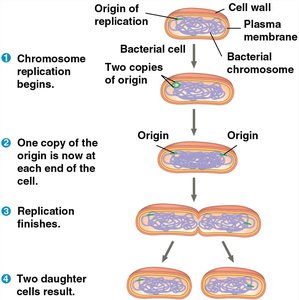 Diagram of binary fission in bacteria