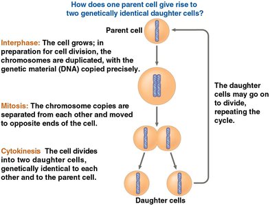 Diagram showing how one parent cell gives rise to two genetically identical daughter cells