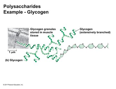 Glycogen structure and storage