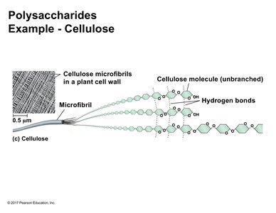 Cellulose structure in plant cell walls