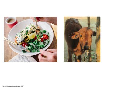 Human and cow digesting cellulose