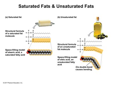 Saturated and unsaturated fats