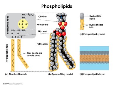 Phospholipid structure and bilayer formation