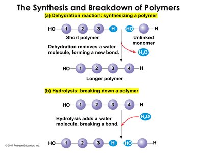 Diagram of dehydration and hydrolysis reactions