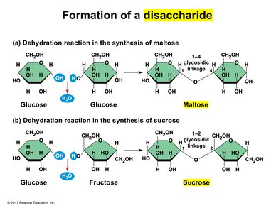 Formation of disaccharides