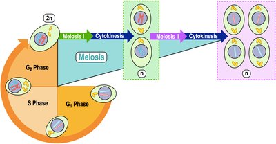 Overview of meiosis showing two divisions and four haploid gametes