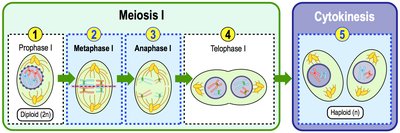 Stages of Meiosis I