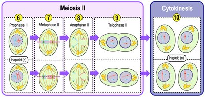 Stages of Meiosis II