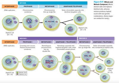Comparison of mitosis and meiosis