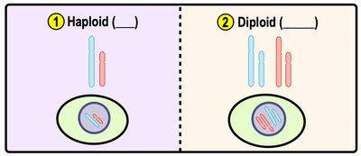 Comparison of haploid and diploid cells