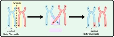 Diagram of crossing over during meiosis