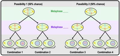 Diagram of independent assortment during meiosis