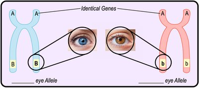Diagram showing alleles for eye color on homologous chromosomes