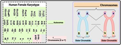 Human female karyotype and homologous chromosomes