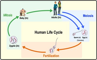 Diagram of the human life cycle showing mitosis, meiosis, and fertilization