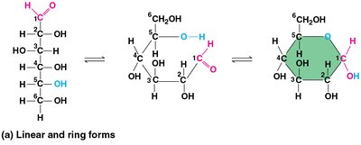 Linear and ring forms of glucose