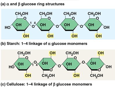 Alpha and beta glucose ring structures