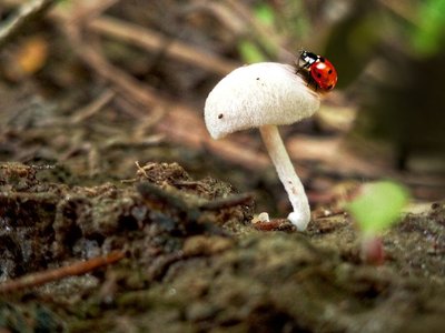 Fungi as example of chitin
