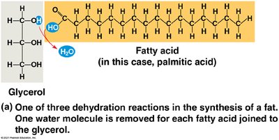 Saturated and unsaturated fat comparison