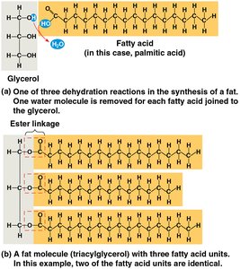 Space-filling models of fatty acids