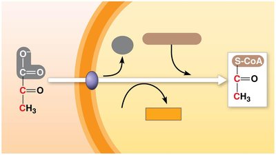 Pyruvate oxidation and entry into mitochondrion