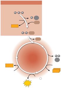 Citric acid cycle overview
