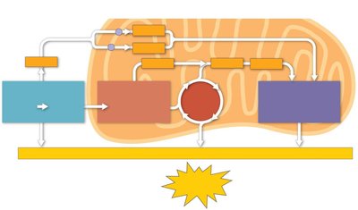 Summary of ATP yield from glycolysis, citric acid cycle, and oxidative phosphorylation