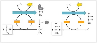 Alcohol and lactic acid fermentation pathways