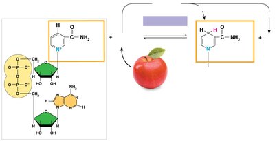 NAD+ and NADH redox reactions