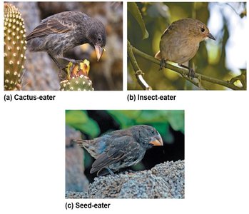 Diagram summarizing Darwin's observations and inferences