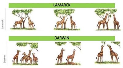 Comparison of Lamarck and Darwin's explanations for giraffe neck length evolution