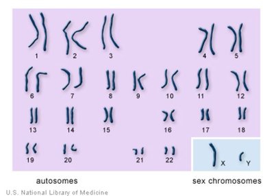 Karyotype showing autosomes and sex chromosomes