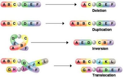 Chromosome structural changes: deletion, duplication, inversion, translocation
