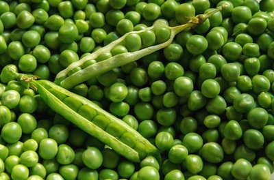 Pea plants used in Mendel's experiments