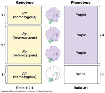 Genotype and phenotype ratios in pea plants