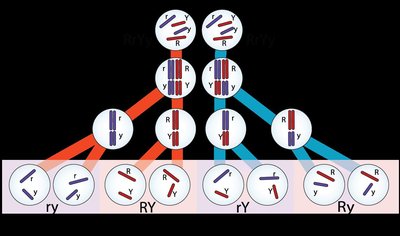 Independent assortment illustrated with gene pairs