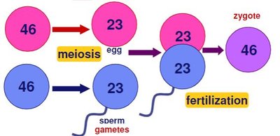 Meiosis reduces chromosome number and fertilization restores diploid state