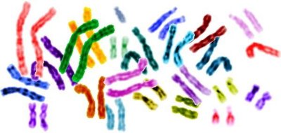 Probability in genetics: coin toss analogy