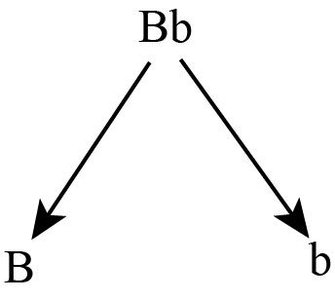 Rule of addition in genetics